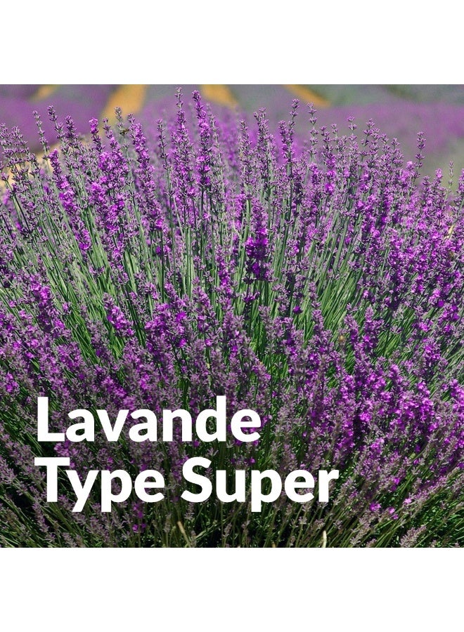 PRANAROM Pranarôm Essential Oil Lavandin Super (Lavandula intermedia clone super) 10 ml - Image 3